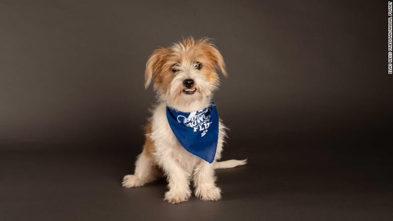Pippa-Puppy Bowl XVII.jpg